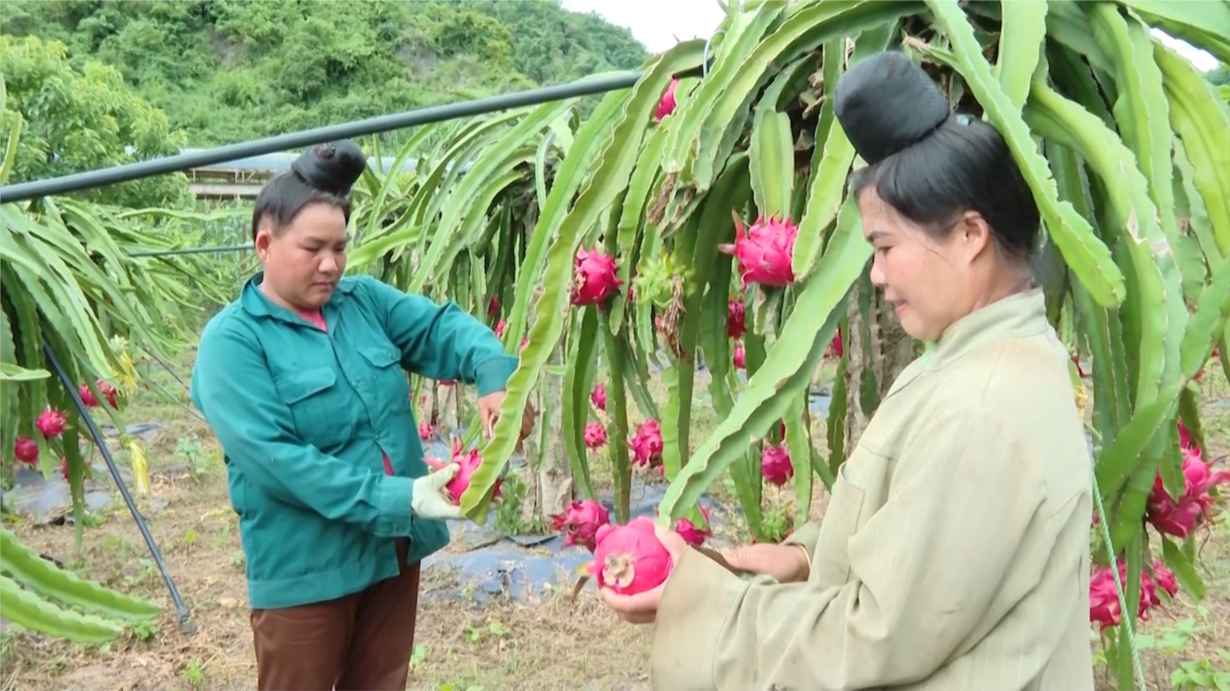 Hợp tác xã ở Sơn La chủ động tiêu thụ, xuất khẩu thanh long (16/07/2024)